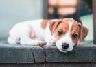 CREATE AN EVACUATION PLAN FOR YOUR PETS